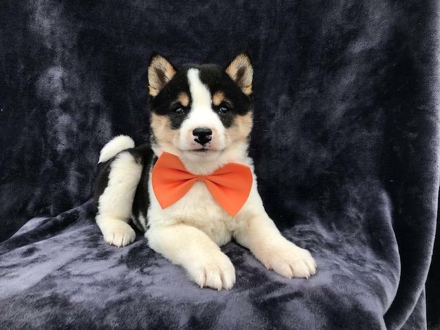 Medium Photo #20 Shiba Inu Puppy For Sale in ELDORA, PA, USA