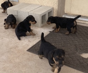 Airedale Terrier Puppy for sale in SIERRA VISTA, AZ, USA