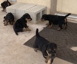 Litter of 5 - Male(s) and Female(s) Airedale TerrierLitter of Puppies for Sale - Small photo
