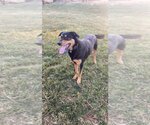 Small Mutt