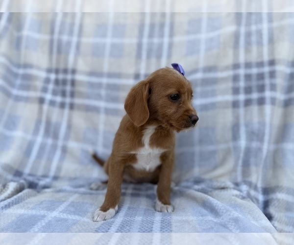 Medium Photo #5 Beagle-Labradoodle Mix Puppy For Sale in LAKELAND, FL, USA