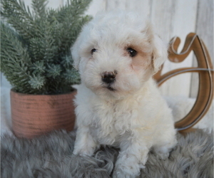 Maltipoo Puppy for sale in HONEY BROOK, PA, USA