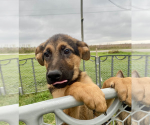 German Shepherd Dog Puppy for sale in RIGA, MI, USA