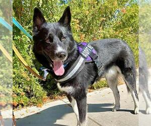 Siberian Husky-Unknown Mix Dogs for adoption in Las Vegas, NV, USA