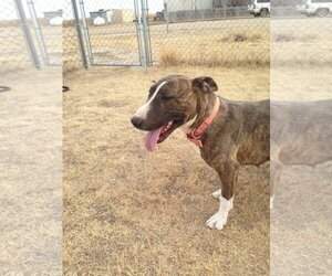 Bull Terrier Dogs for adoption in Yoder, CO, USA
