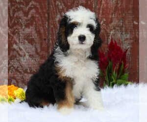 Miniature Bernedoodle Puppy for sale in FREDERICKSBG, OH, USA