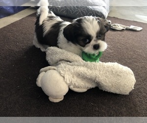 Shih Tzu Puppy for sale in MOUNT PLEASANT, PA, USA