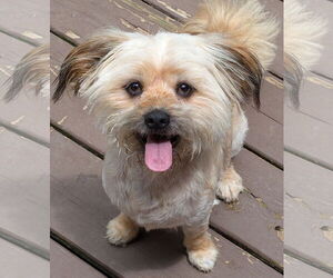 Havanese-Unknown Mix Dogs for adoption in Greensboro, NC, USA