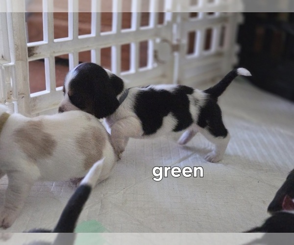 Medium Photo #2 Basset Hound Puppy For Sale in PORTLAND, TN, USA