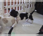Small #1 Basset Hound
