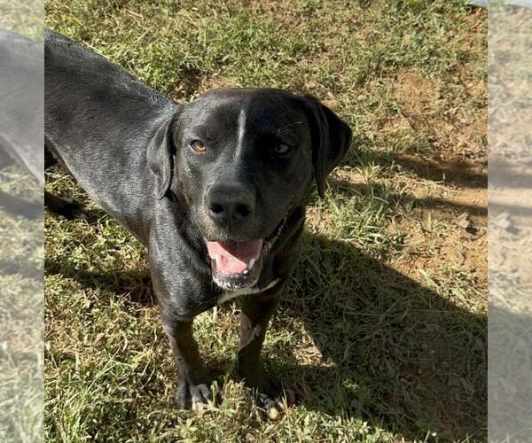 Medium Photo #1 Mutt Puppy For Sale in Elmsford, NY, USA