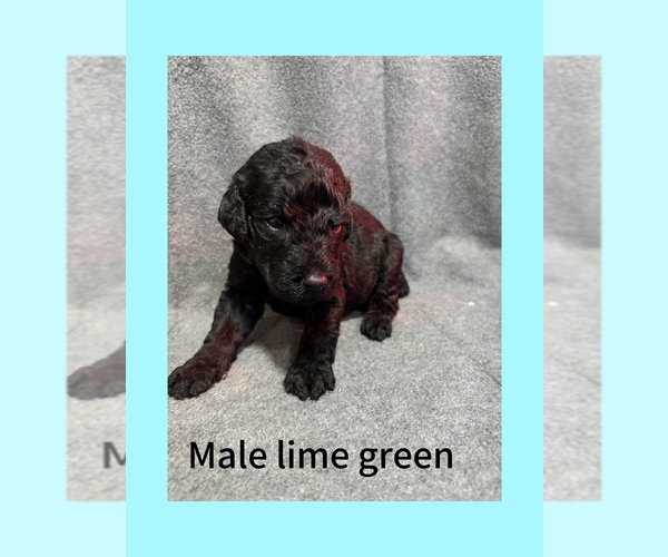 Medium Photo #1 Labradoodle Puppy For Sale in WILLISTON, SC, USA