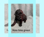Puppy 6 Labradoodle