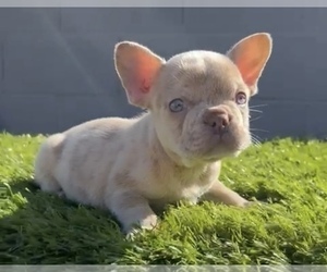 Saint Bernard Puppy for sale in OAKLAND, CA, USA