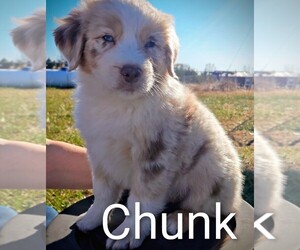 Australian Shepherd Puppy for sale in WAKARUSA, KS, USA