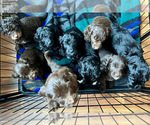 Small Photo #33 Golden Mountain Doodle  Puppy For Sale in REYNOLDSBURG, OH, USA