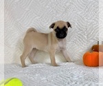 Small #4 Pug