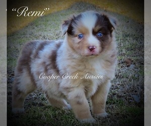 Miniature Australian Shepherd Puppy for sale in SMITHVILLE, AR, USA