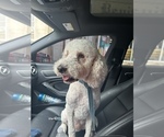 Small Poodle (Standard)