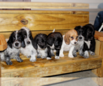 Small Photo #1 Poogle Puppy For Sale in SOMERSET, KY, USA