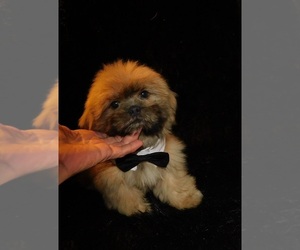 Shih Tzu Puppy for sale in WARRENSBURG, MO, USA