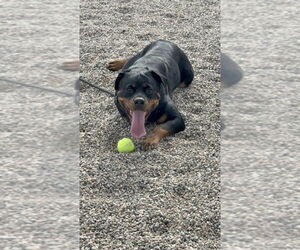 Rottweiler Dogs for adoption in Gilbert, AZ, USA