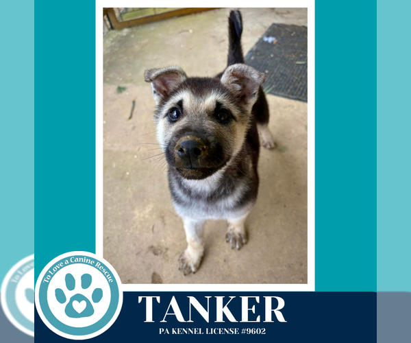 Medium Photo #5 German Shepherd Dog-Unknown Mix Puppy For Sale in Kimberton, PA, USA