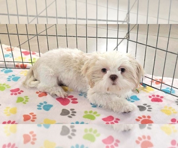 Medium Photo #2 Shih Tzu Puppy For Sale in ORO VALLEY, AZ, USA