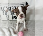Small Boston Terrier