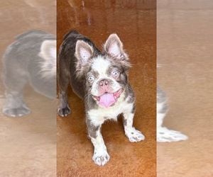 French Bulldog Puppy for sale in SAN ANTONIO, TX, USA