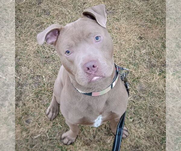 Medium Photo #3 American Staffordshire Terrier-Unknown Mix Puppy For Sale in Huntley, IL, USA