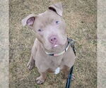 Small #2 American Staffordshire Terrier Mix