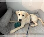 Small #2 Labrador Retriever Mix