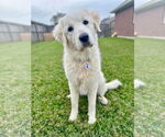 Small #1 Great Pyrenees