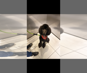 Father of the Poodle (Standard)-Unknown Mix puppies born on 07/29/2026