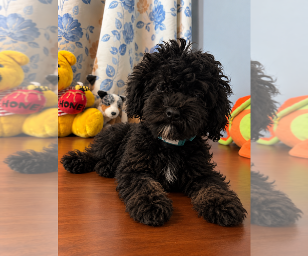 Medium Photo #34 Bichpoo Puppy For Sale in DURHAM, CT, USA