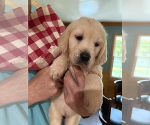 Medium Golden Retriever