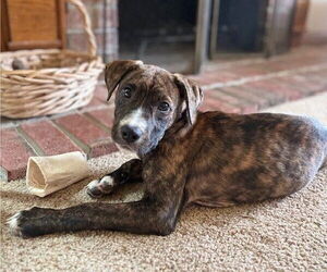 Medium American Pit Bull Terrier-Labrador Retriever Mix