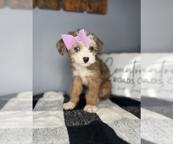 Medium Photo #1 Chi-Poo (Toy) Puppy For Sale in INDIANAPOLIS, IN, USA