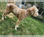Small #3 Golden Retriever Mix