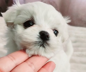 Maltese Puppy for sale in LOS ANGELES, CA, USA