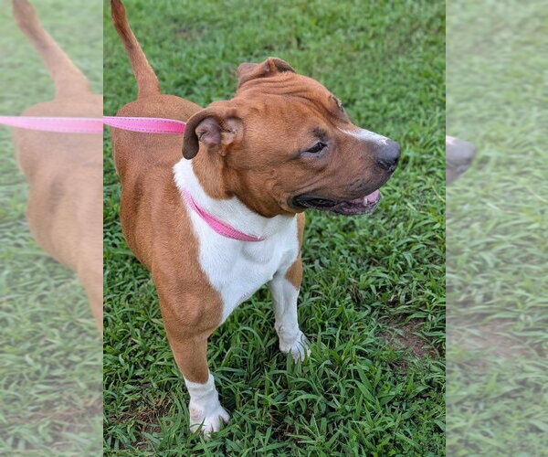 Medium Photo #1 Boxer-Unknown Mix Puppy For Sale in garner, NC, USA