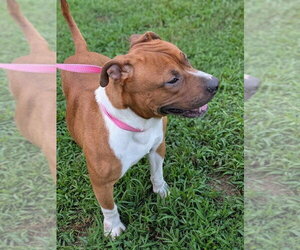 Boxer-Unknown Mix Dogs for adoption in garner, NC, USA