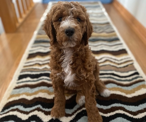 Medium Photo #1 Goldendoodle Puppy For Sale in NEW ULM, MN, USA