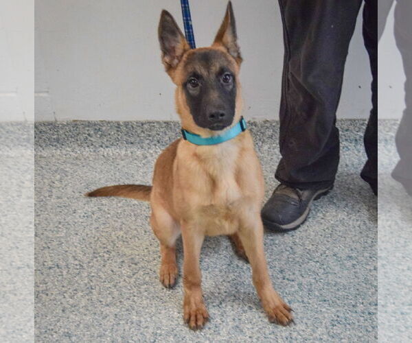 Medium Photo #4 German Shepherd Dog-Unknown Mix Puppy For Sale in Huntley, IL, USA