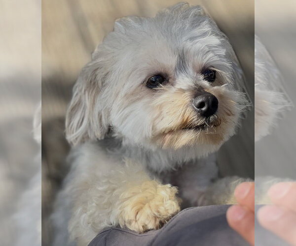 Medium Photo #1 Poodle (Miniature)-Unknown Mix Puppy For Sale in Dana Point, CA, USA