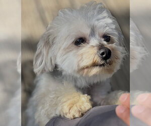 Poodle (Miniature)-Unknown Mix Dogs for adoption in Dana Point, CA, USA