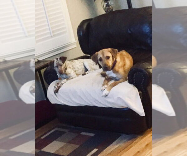 Medium Photo #4 Labralas Puppy For Sale in New York, NY, USA