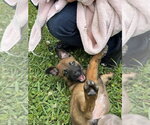 Small #2 Mutt