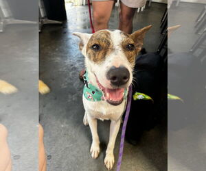 Jack Russell Terrier-Whippet Mix Dogs for adoption in Newport Beach, CA, USA